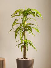 Alamkari India Fabric & Plastic Artificial Dracaena Plant in Black Pot (120 cm)